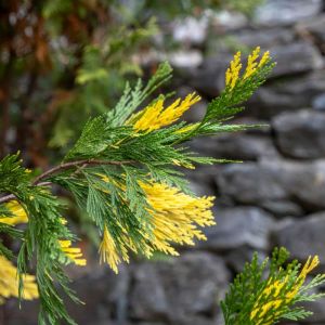 Juniperus chinensis ‘Variegata’ – Chinese Juniper – Sabina – Juniper get a quote