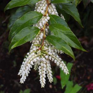 Leucothoe fontanesiana – Leucothoe catebaei of gardens – Leucothoe walteri – Drooping Leucothe – Fetter Bush – Pearl Flower – Switch Ivy – get a quote