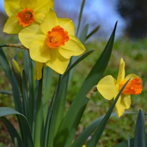 Narcissus ‘Ceylon’ – Daffodil ‘Ceylon’ get a quote