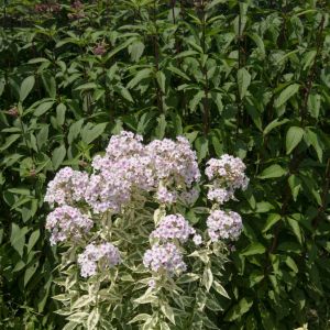 Phlox paniculata ‘Norah Leigh’  – Garden Phlox get a quote