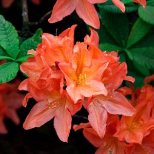 Rhododendron molle subsp. japonicum – Rhododendron Japonicum – Japanese Azalea get a quote