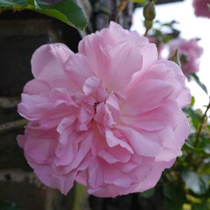 Rosa ‘Francois Juranville’ – Rose ‘Francois Juranville’ get a quote