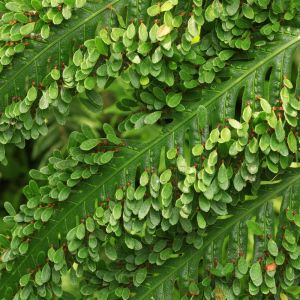Woodwardia orientalis – Crested Oriental Chain Fern – get a quote