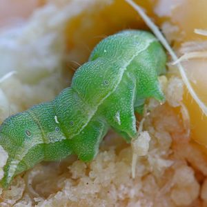 Corn Earworm – Tomato Fruitworm – Cotton Bollworm – Helicoverpa zea get a quote