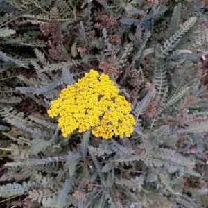 Achillea x ‘Moonshine’ – Moonshine Yarrow – Yarrow – get a quote