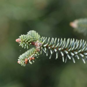 Abies pinsapo ‘Glauca Prostrata’ – Dwarf Blue Spanish Fir – get a quote