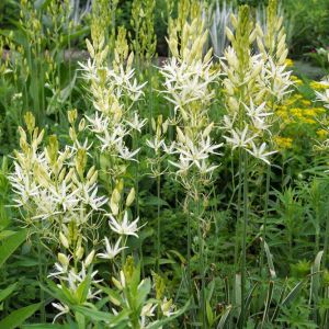 Camassia c.l. ‘Alba’ – bulb get a quote