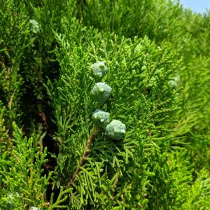 Juniperus virginiana ‘Robusta Green’ – Juniperus Chinensis ‘Robusta Green’ – Eastern Red Cedar – Pencil Cedar – Red Cedar – Sabina – Juniper get a quote