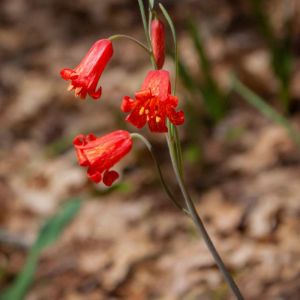 Fritillaria recurva – Scarlet Fritillary – Fritillary – get a quote