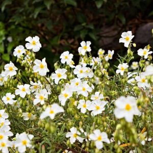 Helianthemum apenninum – White Rock Rose – Rock Rose – Sun Rose – get a quote