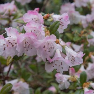 Rhododendron ‘Cilpinense’ – Azaleas – get a quote