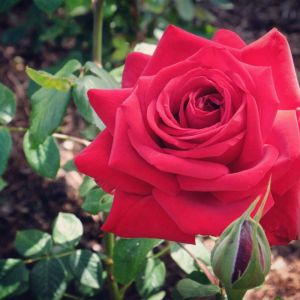 Rosa ‘Loving Memory’ – Rose ‘Loving Memory’ get a quote