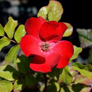 Buy Hybrid Rugosa Roses Plants