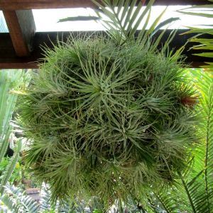 Tillandsia  bergeri – Air Plant – get a quote