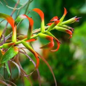 Tillandsia leiboldiana – Air Plant – get a quote