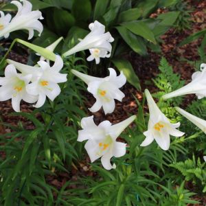 Lilium longiflorum – Lily get a quote