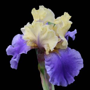 Iris ‘Edith Wolford’ get a quote