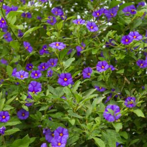 Lycianthus rantonnetti – Blue potato bush – Paraguay nightshade – get a quote