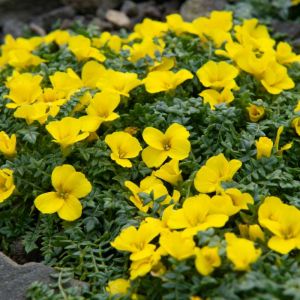 Morisia monanthos – Morisia hypogaea get a quote