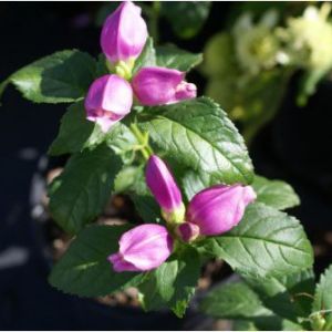 Chelone  lyonii – Turtlehead – get a quote