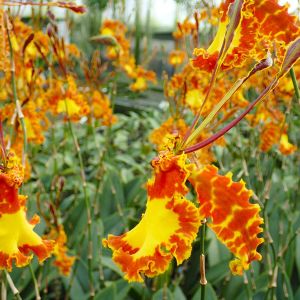 Psychopsis – Butterfly Orchid – orchid get a quote