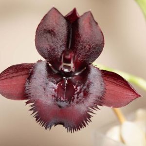 Catasetum – Orchid get a quote