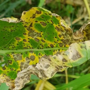 Alternaria Leaf Spot – Alternaria brassicicola – Alternaria brassicae – Alternaria raphani get a quote