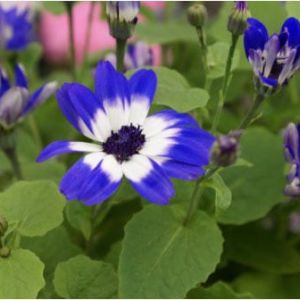 Senetti cineraria ‘Blue bicolor’ get a quote