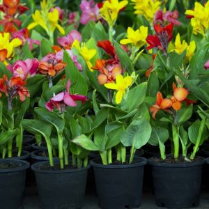 Canna Lily get a quote