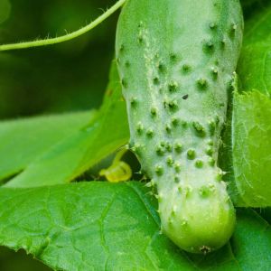 Cucumber – Boston Pickling Cucumber get a quote