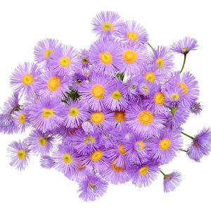 Erigeron alpinus – Alpine Fleabane – Fleabane – get a quote