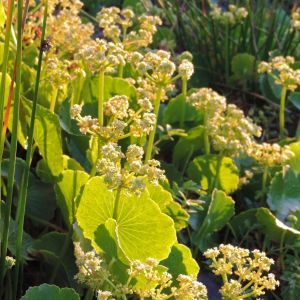 Hydrocotyle bonariensis – Pennywort – get a quote