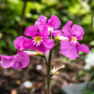 Incarvillea mairei – Amphicome – get a quote