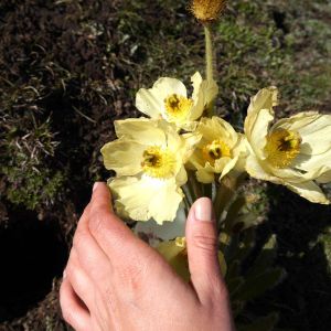 Meconopsis integrifolia – Yellow Chinese Poppy – get a quote