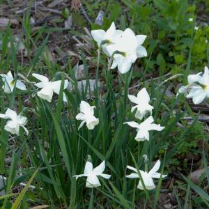 Narcissus ‘Misty Glen’ – Daffodil ‘Misty Glen’ get a quote