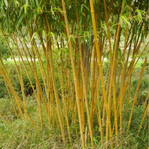 Phyllostachys vivax – get a quote