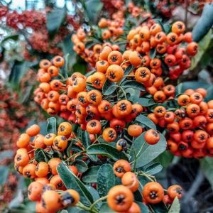 Pyracantha angustifolia – Narrow-leafed Firethorn – Orange Firethorn – Firethorn – get a quote