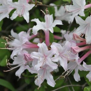 Rhododendron atlanticum – Coast Azalea get a quote