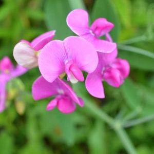 Lathyrus latifolius – Everlasting Pea – Perennial Pea get a quote