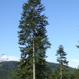 Abies alba – European Silver Fir – Abies pectinata – Silver fir – get a quote