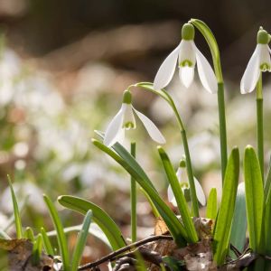 Galanthus g. ‘Eelwesii’ – Snowdrop – bulb get a quote