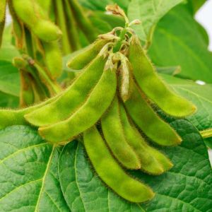 Edamame – Bean – get a quote