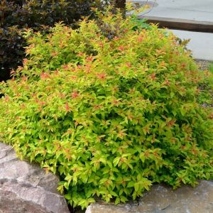 Spiraea ‘Goldflame’ get a quote