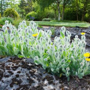 Hieracium villosum – Shaggy Hawkweed – Hawkweed – get a quote