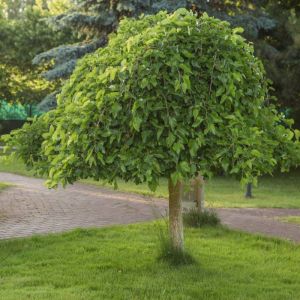 Morus alba ‘Pendula’ – Morus bombycis – White Mulberry – Fruitless Mulberry – Silkworm Mulberry – Mulberry – get a quote