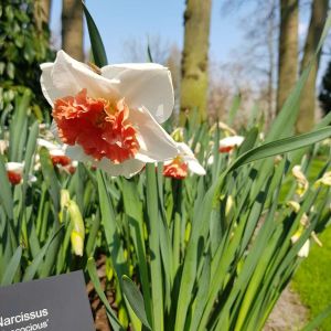 Narcissus ‘Precocious’ – Daffodil ‘Precocious’ get a quote