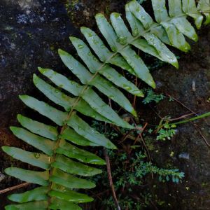 Polypodium californicum – California Rock Fern – California Polypody – Polypody – get a quote