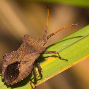 Squash Bug – Anasa tristus get a quote