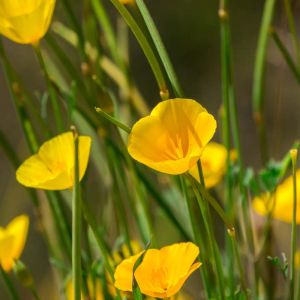 Eschscholzia caespitosa – California Poppy – get a quote