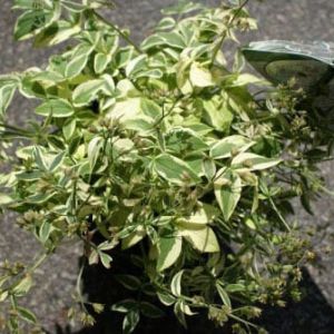 Polemonium reptans ‘Stairway to Heaven’ – Jacob’s Ladder-variegated – get a quote